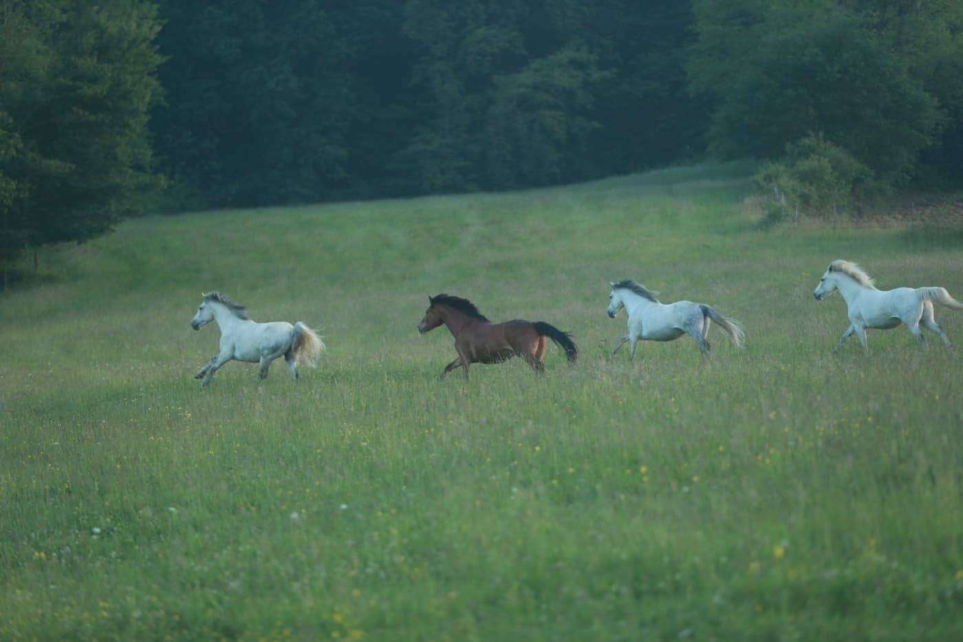 Lire la suite à propos de l’article « Vacances de rêve à poney », les colonies de vacances