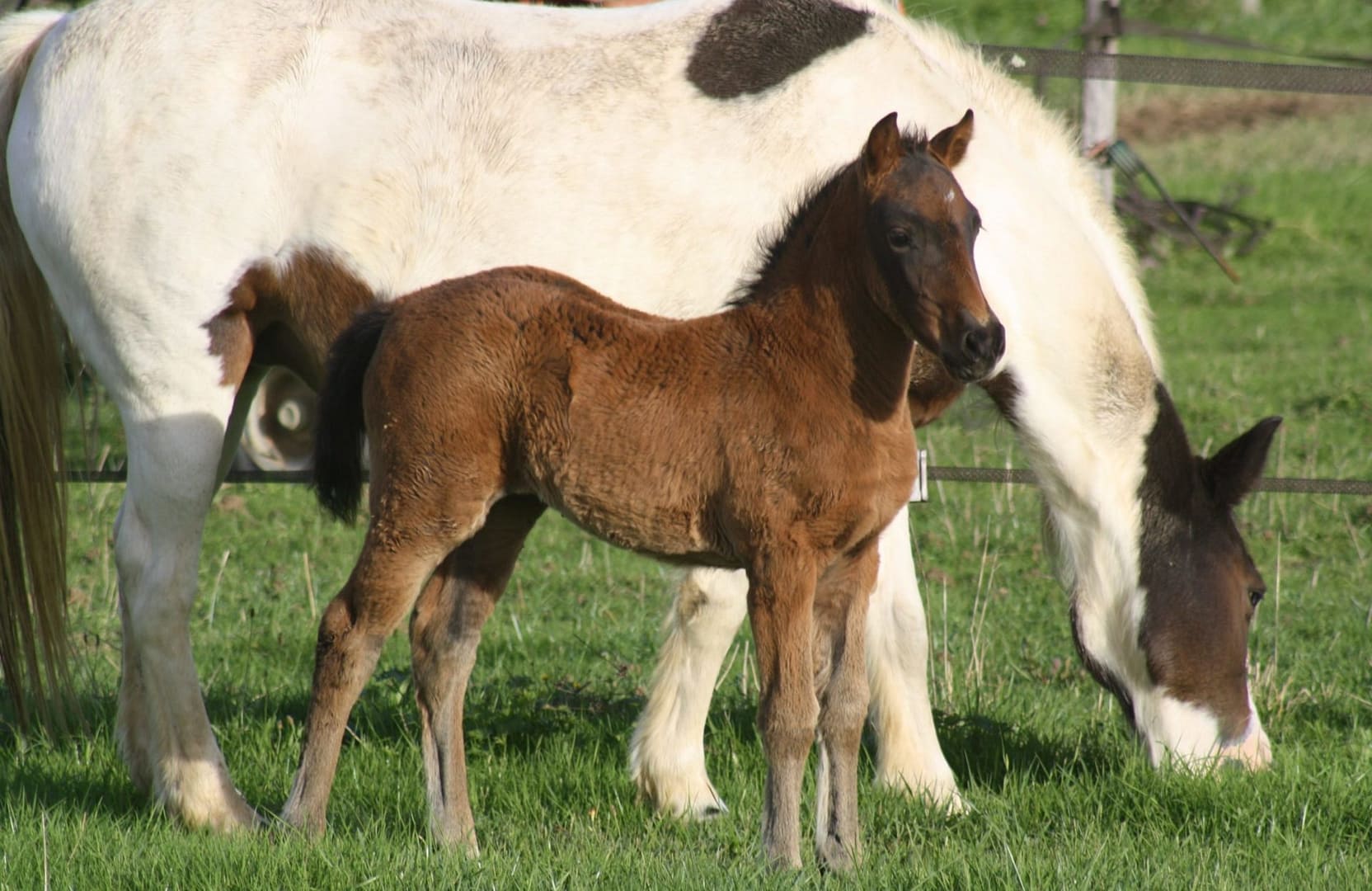 Lire la suite à propos de l’article Alors la belle pouliche baie Kala Laurma, les yeux bleus ?
