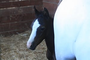 Lire la suite à propos de l’article Naissance d’une pouliche à l’élevage, une nouvelle étoile galope dans les prés